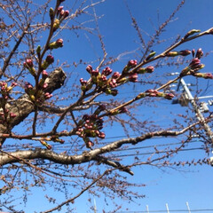 春のフォト投稿キャンペーン/至福のひととき/LIMIAごはんクラブ/おでかけ/風景/平成最後の一枚 早起きしてお散歩に出かけました。
桜の木…(2枚目)