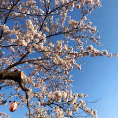春のフォト投稿キャンペーン/ありがとう平成/LIMIAおでかけ部/おでかけ/平成最後の一枚 やっと桜が咲きました。
旦那と2人でバス…(1枚目)
