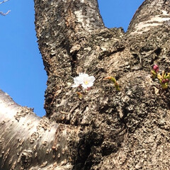 春のフォト投稿キャンペーン/至福のひととき/LIMIAごはんクラブ/おでかけ/風景/平成最後の一枚 早起きしてお散歩に出かけました。
桜の木…(4枚目)