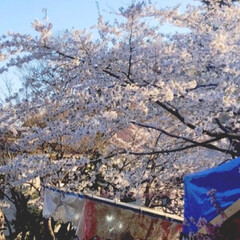 春のフォト投稿キャンペーン/ありがとう平成/LIMIAおでかけ部/おでかけ/平成最後の一枚 やっと桜が咲きました。
旦那と2人でバス…(2枚目)