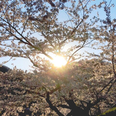 春のフォト投稿キャンペーン/ありがとう平成/LIMIAおでかけ部/おでかけ/平成最後の一枚 やっと桜が咲きました。
旦那と2人でバス…(3枚目)