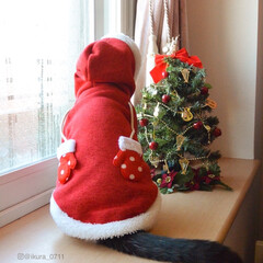 にゃんこ同好会/ペット仲間募集/クリスマス/サンタさん なんてかわいいうしろ姿♡
手袋がすてきで…(1枚目)