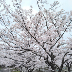 2024.4.桜満開🌸 年度末の3月にバタバタしてたら あっとい…(6枚目)