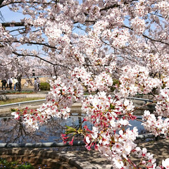 桜/春/さくら広場 🌸さくら広場🌸
今日は 春の嵐という予報…