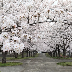 2024.4.桜満開🌸 年度末の3月にバタバタしてたら あっとい…(3枚目)