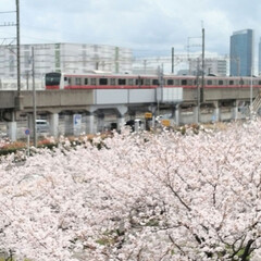 2024.4.桜満開🌸 年度末の3月にバタバタしてたら あっとい…(2枚目)
