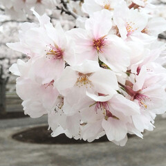 2024.4.桜満開🌸 年度末の3月にバタバタしてたら あっとい…(1枚目)