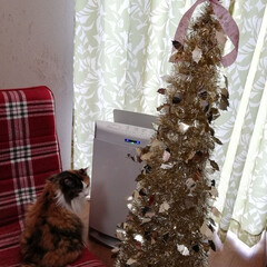 猫のいる暮らし/クリスマスツリー/クリスマス 宮は今日も　のんびりしてます🐈
ニトリの…(1枚目)