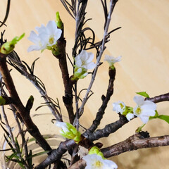 枝/ウォーキング/桜/おでかけ またまた桜🌸が咲きました‼️
1枚目は剪…(2枚目)