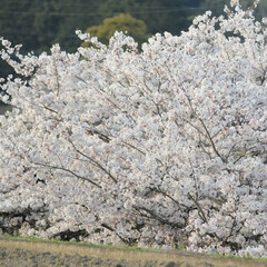フォロー大歓迎/にゃんこ/ねこにすと/ねこのきもち/散歩/桜/... 今日もお花見しながら散歩だニャー😻🐾🐾😸…(2枚目)