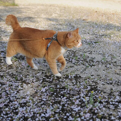 猫のいる暮らし/ねこのきもち/フォロー大歓迎/桜/散歩 桜散る散る😿悲しいニャー(1枚目)