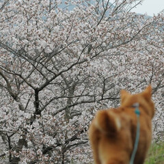 フォロー大歓迎/にゃんこ同好会/ねこにすと/ねこのきもち/花見/散歩/... 桜がだいぶん咲いてきたニャー🌸😻
雨が降…(3枚目)
