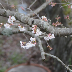 散歩/猫のいる暮らし/ねこのきもち/フォロー大歓迎/桜 桜の開花状況を観察しながらパトロール💮🐾…(2枚目)