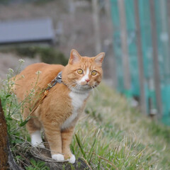 散歩/猫のいる暮らし/ねこのきもち/フォロー大歓迎/桜 桜の開花状況を観察しながらパトロール💮🐾…(1枚目)