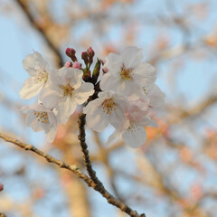 フォロー大歓迎/二分咲き/春/綺麗/さくら/桜 桜🌸いいね😄👍🌸🌸🌸
ポカポカ陽気にのっ…(4枚目)