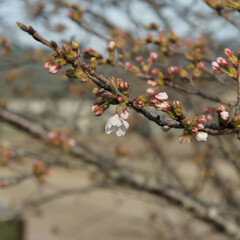 春/桜/フォロー大歓迎/にゃんこ同好会/ねこのきもち/ねこ 暖かくなって🌸桜も🦎トカゲさんも活動開始…(4枚目)
