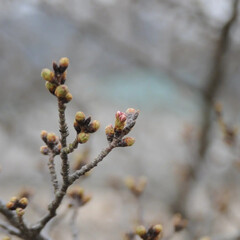 春/猫のいる暮らし/ねこのきもち/フォロー大歓迎/散歩 草はのびのび桜のつぼみもふっくら💮😸春近し(5枚目)