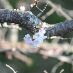 フォロー大歓迎/二分咲き/春/綺麗/さくら/桜 桜🌸いいね😄👍🌸🌸🌸
ポカポカ陽気にのっ…(10枚目)