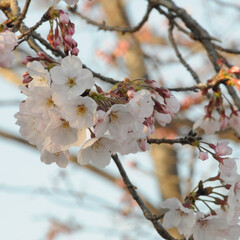 フォロー大歓迎/二分咲き/春/綺麗/さくら/桜 桜🌸いいね😄👍🌸🌸🌸
ポカポカ陽気にのっ…(5枚目)