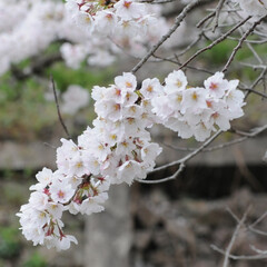 フォロー大歓迎/にゃんこ同好会/ねこにすと/ねこのきもち/花見/散歩/... 桜がだいぶん咲いてきたニャー🌸😻
雨が降…(8枚目)
