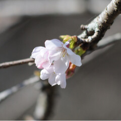 さんぽ/トラ/寝る子/ねこ/茶トラ/LIMIAペット同好会/... 桜が咲き始めたニャー🌸😻😻😻🌸(5枚目)
