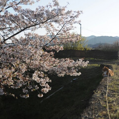 猫のいる暮らし/ねこのきもち/フォロー大歓迎/散歩/桜 桜🌸散っているけど😿頑張ってる花もいる😸…(2枚目)