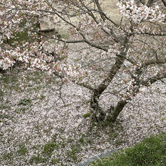 「雨と強風で早くも🌸桜の絨毯になったにゃ😿」(5枚目)