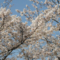 猫のいる暮らし/ねこのきもち/フォロー大歓迎/春/散歩/桜 今日はいい天気☀️😸
桜🌸大分開花したニ…(6枚目)