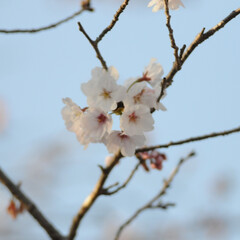 フォロー大歓迎/二分咲き/春/綺麗/さくら/桜 桜🌸いいね😄👍🌸🌸🌸
ポカポカ陽気にのっ…(2枚目)