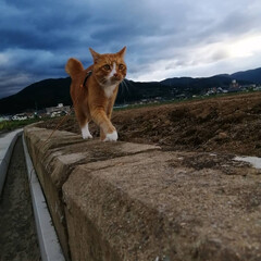 散歩/猫のいる暮らし/ねこのきもち/フォロー大歓迎 台風🌀過ぎて彼岸花も安心かにゃ😽(4枚目)