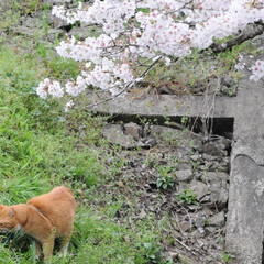 フォロー大歓迎/にゃんこ同好会/ねこにすと/ねこのきもち/花見/散歩/... 桜がだいぶん咲いてきたニャー🌸😻
雨が降…(6枚目)