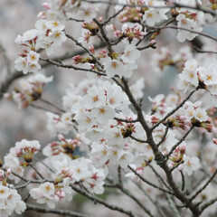 フォロー大歓迎/にゃんこ同好会/ねこにすと/ねこのきもち/花見/散歩/... 桜がだいぶん咲いてきたニャー🌸😻
雨が降…(9枚目)