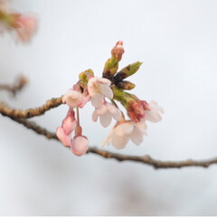 さんぽ/トラ/寝る子/ねこ/茶トラ/LIMIAペット同好会/... 桜が咲き始めたニャー🌸😻😻😻🌸(2枚目)