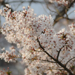 フォロー大歓迎/にゃんこ同好会/ねこにすと/ねこのきもち/桜/散歩 😸❗暖かくなって何やらうごめくものが．．…(6枚目)
