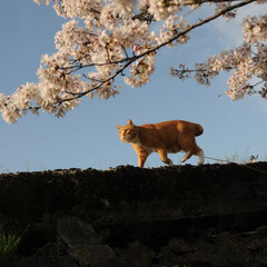 猫のいる暮らし/ねこのきもち/フォロー大歓迎/桜/散歩 桜散る散る😿悲しいニャー(3枚目)