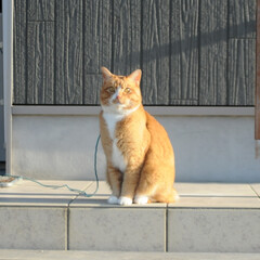 フォロー大歓迎/にゃんこ同好会/猫との暮らし/ねこのきもち/散歩/おでかけ 日向ぼっこは暖かくて気持ちいいニャー😻😻😻(1枚目)