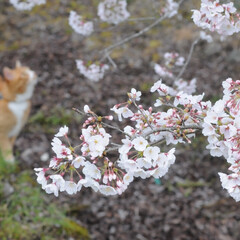 フォロー大歓迎/にゃんこ同好会/ねこにすと/ねこのきもち/花見/散歩/... 桜がだいぶん咲いてきたニャー🌸😻
雨が降…(4枚目)