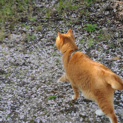 猫のいる暮らし/ねこのきもち/フォロー大歓迎/桜/散歩 桜散る散る😿悲しいニャー(2枚目)