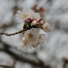 散歩/猫のいる暮らし/ねこのきもち/フォロー大歓迎/桜 桜の開花状況を観察しながらパトロール💮🐾…(4枚目)