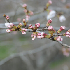 散歩/猫のいる暮らし/ねこのきもち/フォロー大歓迎/桜 桜の開花状況を観察しながらパトロール💮🐾…(3枚目)