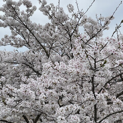 「桜🌸🌸🌸満開🌸🌸🌸
圧巻だにゃ〜😻🌸
今…」(7枚目)