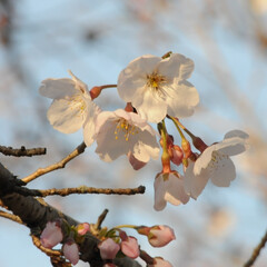 フォロー大歓迎/二分咲き/春/綺麗/さくら/桜 桜🌸いいね😄👍🌸🌸🌸
ポカポカ陽気にのっ…(3枚目)