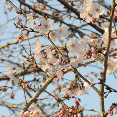 フォロー大歓迎/二分咲き/春/綺麗/さくら/桜 桜🌸いいね😄👍🌸🌸🌸
ポカポカ陽気にのっ…(6枚目)