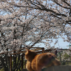 猫のいる暮らし/ねこのきもち/フォロー大歓迎/春/散歩/桜 今日はいい天気☀️😸
桜🌸大分開花したニ…(3枚目)