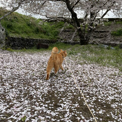 「雨と強風で早くも🌸桜の絨毯になったにゃ😿」(1枚目)