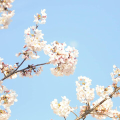 フォロー大歓迎/にゃんこ/ねこにすと/ねこのきもち/散歩/桜/... 今日もお花見しながら散歩だニャー😻🐾🐾😸…(3枚目)