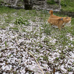 「雨と強風で早くも🌸桜の絨毯になったにゃ😿」(3枚目)