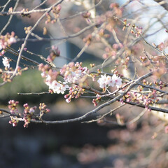フォロー大歓迎/二分咲き/春/綺麗/さくら/桜 桜🌸いいね😄👍🌸🌸🌸
ポカポカ陽気にのっ…(9枚目)
