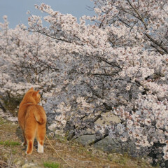 散歩/猫のいる暮らし/ねこのきもち/フォロー大歓迎/桜 綺麗だニャー💮😸💮💮💮💮
ずっとこのまま…(1枚目)
