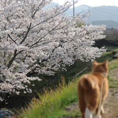 散歩/猫のいる暮らし/ねこのきもち/フォロー大歓迎/桜 綺麗だニャー💮😸💮💮💮💮
ずっとこのまま…(2枚目)